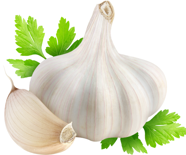 Garlic