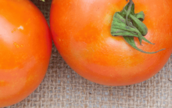 HVegetable